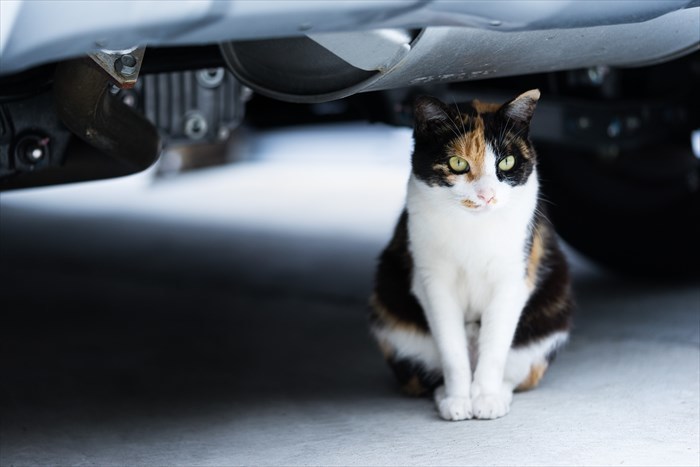 野良猫撃退にガーデンバリア